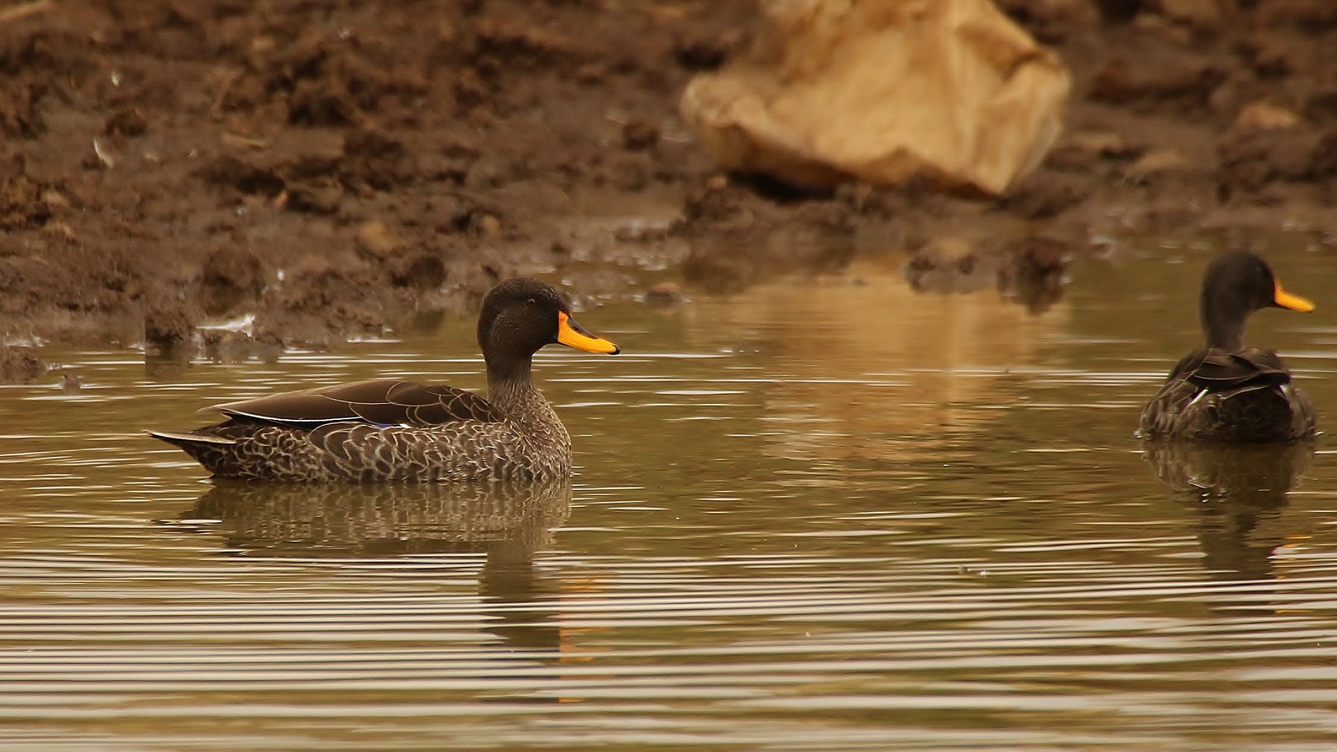 Yellow-billed Duck — Ana fotoğraf